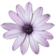 Aster